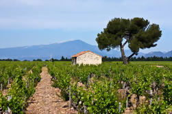 Concha y Toro Winery Tour from Santiago