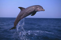 Muscat Dolphin Watching og Snorkeling Cruise