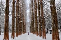 Excursión de un día con auto-guía a Nami Island y Daemyung Vivaldi Ski Resort