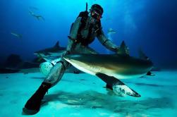 Buceo de Tiburón Grand Bahama