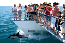 Croisière sur les dauphins et les baleines d'Auckland