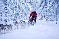 Lappland Husky Safari aus Rovaniemi