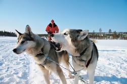 Lappland Snowmobile Safari aus Rovaniemi