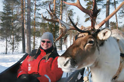 Lappland Snowmobile Safari zu einer Rentierfarm aus Rovaniemi