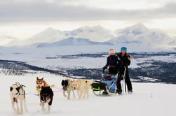 Lapland Husky Sled Safari desde Tromso