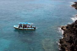 Combinación de Hawai: Nado de Delfines Salvajes y Bahía Kealakekua Snorkeling