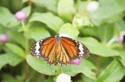 St. Maarten Combo Tour: Butterfly Farm en Orient Bay