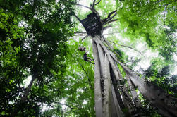 Chiang Mai Rainforest Canopy Zipline Aventure