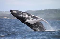 Samana Whale Watching Day Trip van Air