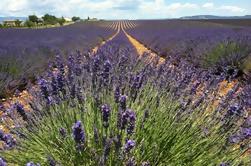 Full-Day Small Group Lavender Tour to Valensole, Moustiers Sainte Marie and Verdon from Aix-en-Provence