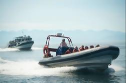 Whale Watching Marine Wildlife Excursie van Victoria