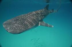 Excursión Privada de Aventura de Tiburón Ballena desde Cancún y