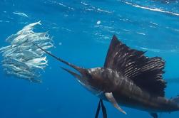 Sailfish Snorkel Adventure da Cancun e Riviera