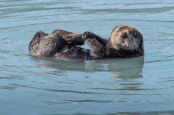 Kenai Fjords and Resurrection Bay Half-Day Cruise