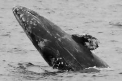 Gray Whale Watching Cruise