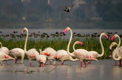 Excursion privée: Excursion d'un jour à Safari d'oiseaux à Bhigwan de Pune