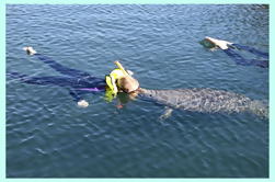 Crystal River Manatee schwimmen