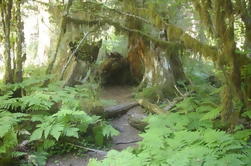 Private Olympic National Park Rainforest Tour from Seattle