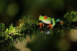 Rainforest Night Walk en authentieke Costa Ricaanse Diner van La Fortuna