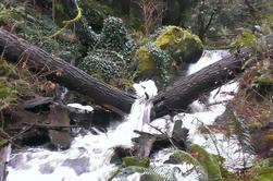 2 horas de caminata guiada por el bosque lluvioso