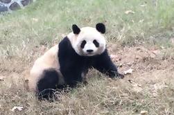 Beijing Family Adventure Tour: Pandas et Juyongguan Grande Muraille avec vol de cerf-volant