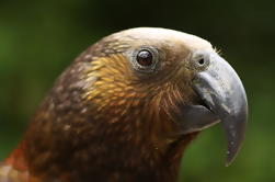 Rotorua Bird Watching Aventura