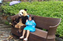 Dujiangyan Panda base avec le bénévolat facultatif et prise de photos avec Panda