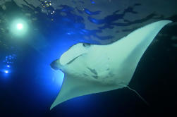 Manta Ray Snorkel de Noche Big Island Hawaii