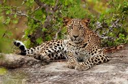 Safari de leopardo privado durante la noche con camping de campaña de lujo