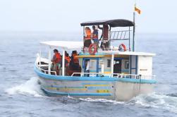 Pesca de altura y excursión de un día para observar ballenas