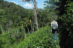 Galle excursión de un día en Hayare