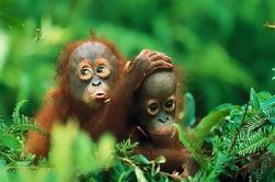 Tour Privado: Parque Nacional Gunung Leuser Tour de Trekking con Orangutanes desde Medan