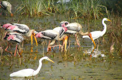 Excursion d'une journée à Bharatpur Keoladeo National Park et Abhaneri Stepwell d'Agra, y compris transfert à Jaipur