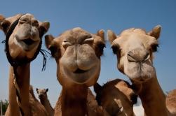 Sunset Camel Ride incluyendo cena de barbacoa de Ras Al Khaimah