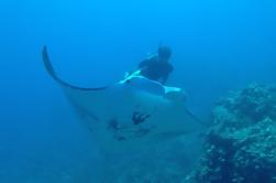 Puesta de sol Manta Ray Snorkel