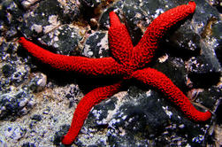 Pruebe el Buceo en La Palma