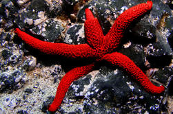 Tour de Snorkeling en La Palma, Experimente el Atlántico