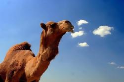 2-timers Camel Ride guidet tur fra Agadir