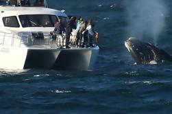 Observação de baleias com base em barco de Hermanus