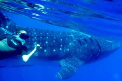 Visite des requins-baleines de Cancun et de la Riviera Maya