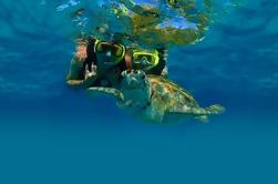 Private Tour: Marine Turtle Schnorcheln und Cenote