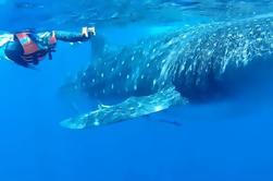 Nager avec les requins baleines