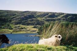 County Kerry Dagstur fra Dublin