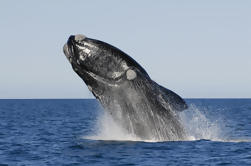 Ganztägige Whale Watching in Hermanus aus Kapstadt