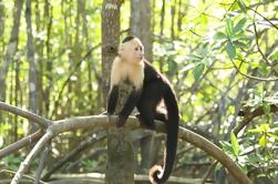 Mangrove Monkey Tour von Jaco