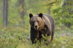 Pequeños grupos de Brown Bear-Watching experiencia de Brasov