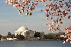 5 Días de Washington DC Cherry Blossom Festival
