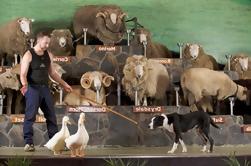 Excursie: Rotorua Inclusief Te Puia en Agrodome van Tauranga