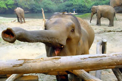 Visite guidée du parc naturel de l'éléphant