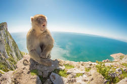 Gibraltar Dagstur fra Sevilla